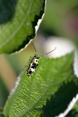 long-horned beetle - Paraglenea fortunei - on a leaf in Nagasaki prefecture, JAPAN. It i in May.