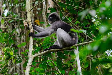 Dusky leaf monkey, Dusky langur, Spectacled langur.