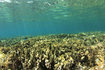 Coral bleaching. Coral dies due to global warming and climate change