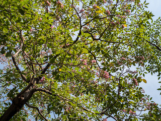 Fresh light green tree leaf