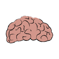 brain human organ part anatomy