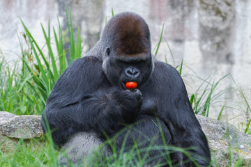 Naklejka premium Gorilla, monkey eating red tomato