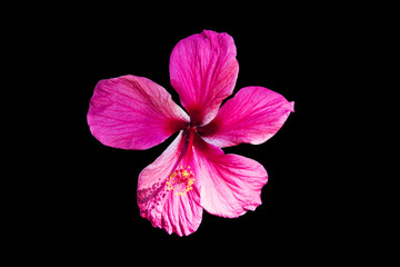 a red hibiscus flower isolated on black background