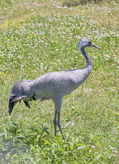 common crane grus