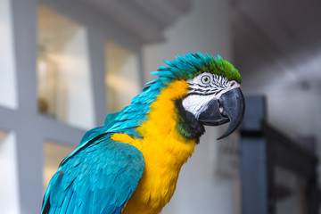 blue and yellow macaw parrot portrait