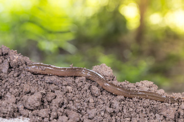 Fototapeta premium Fresh thailand eel