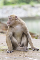 Monkey tropical forests.