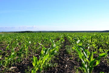 Посадки кукурузы.