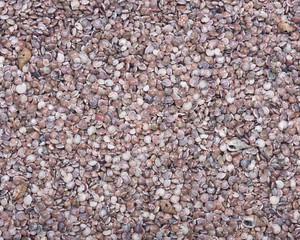Small seashell, summer, beach, shore art background