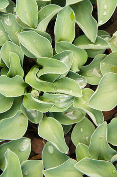 Hosta Blue Mouse Ears Green Plant 