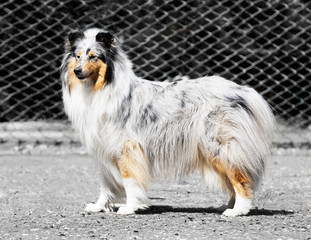 Collie dog