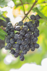 Grapes in the vineyard
