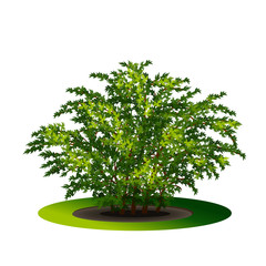 Obraz premium bush with green leaves and shadow
