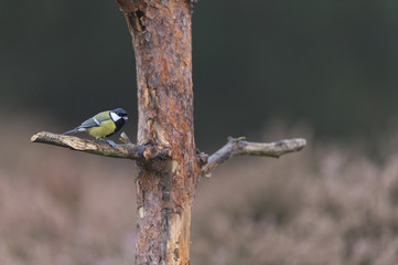 Great tit