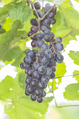 Grapes in the vineyard