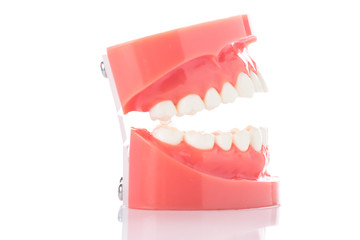 Model of the human jaw for dentistry