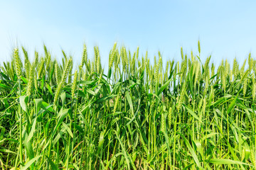 Fototapeta premium Green wheat field and sunny day