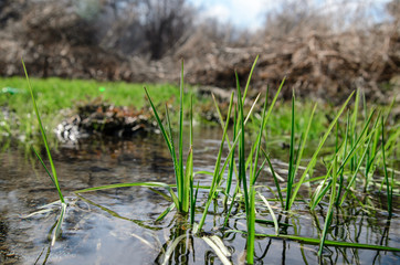 Spring grass near the Creek.