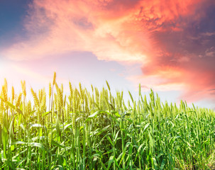 Fototapeta premium Green wheat field landscape