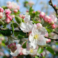Flowers of an apple tree and sky