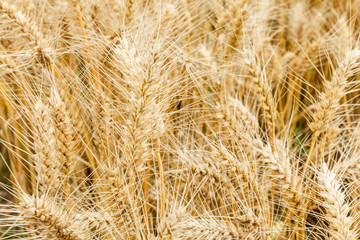 Field of wheat and sun