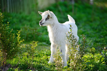 Obraz na płótnie Canvas White baby goat standing on green lawn on a sunny day