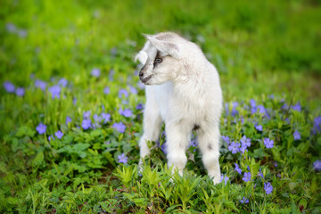 White baby goat standing on green lawn with flowers periwinkle (Vinca major)