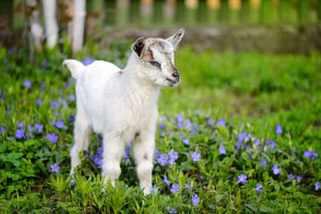 Obraz premium White baby goat standing on green lawn with flowers periwinkle (Vinca major)