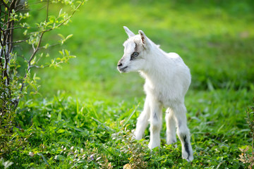 Obraz premium White baby goat standing on green lawn on a sunny day