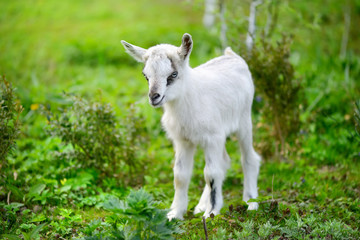 White baby goat standing on green lawn