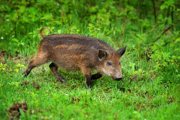 Young wild boar in grass, before a forest
