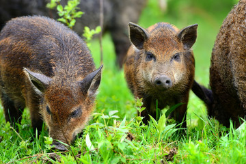 Fototapeta na wymiar Young wild boars in the spring forest