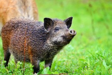 Young wild boar in grass, before a forest