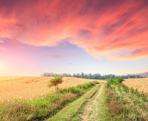 Fototapeta na wymiar A country road at sunset in the wheat fields