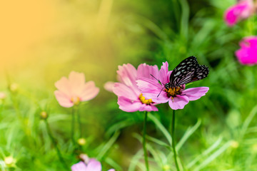 Butterfly on flowers