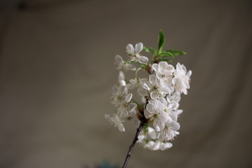 Cherry blooming branch at home