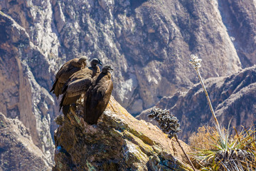 Three Condors at Colca canyon sitting,Peru,South America. This is a condor the biggest flying bird...