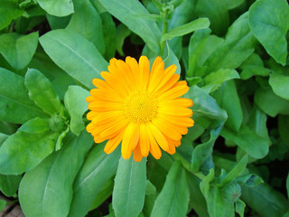 Calendula close up