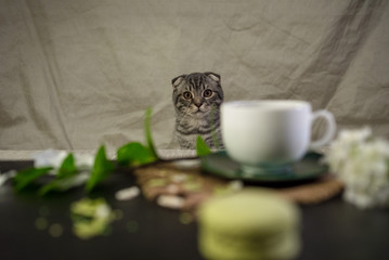 Scottish fold cat with white cup of coffee and green macaroons