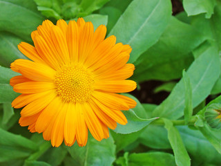 Calendula close up