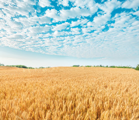 Ripe wheat field and blue sky with clouds