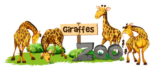 Four giraffes in the zoo
