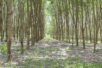 Row of tapped rubber tree or Hevea Brasiliensis with drops of natural white latex drip from the tree at plantation in Thailand