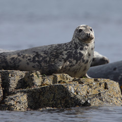 Naklejka premium Grey Seal (Halichoerus grypus) resting on rocks at the water's edge, Farne Islands, Northumbria, England, UK.