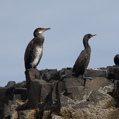 Size comparison of a Great Cormorant, juvenile, (Phalacrocorax carbo) and a European Shag, adult, (Phalacrocorax aristotelis) standing together on the Farne Islands, Northumbria, England, UK.