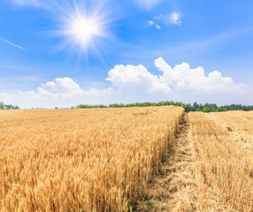Ripe wheat field and blue sky with clouds