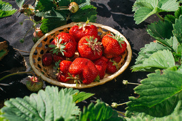 Harvest of red strawberries
