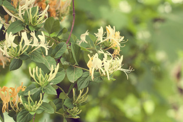 Honeysuckle