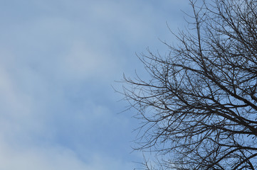 Fototapeta na wymiar Tree in winter and Sky.