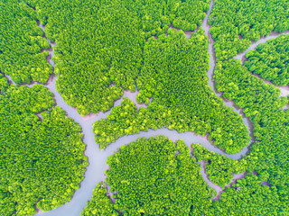 top view tree and river , beautiful background ,aerial view , mangrove forest, Natural grass texture